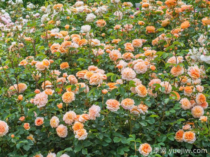 阳光港月季/港口阳光(图4)