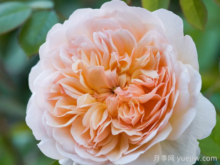 阳光港月季/港口阳光(图5)