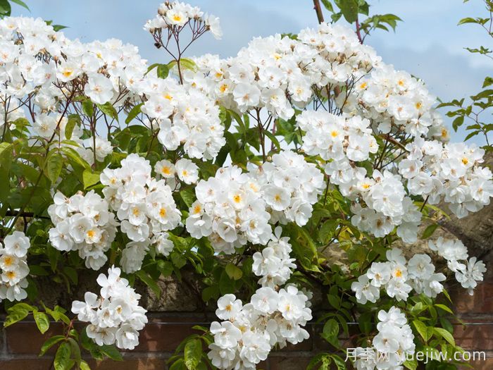 鲍比詹姆斯月季(图2)