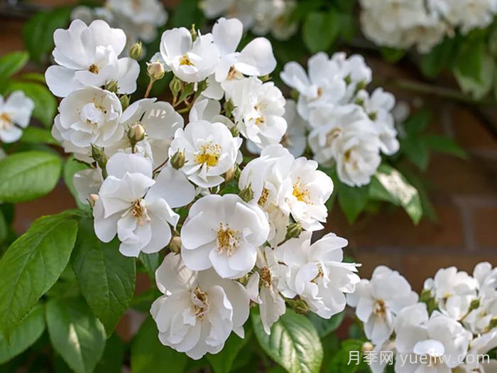 鲍比詹姆斯月季(图1)