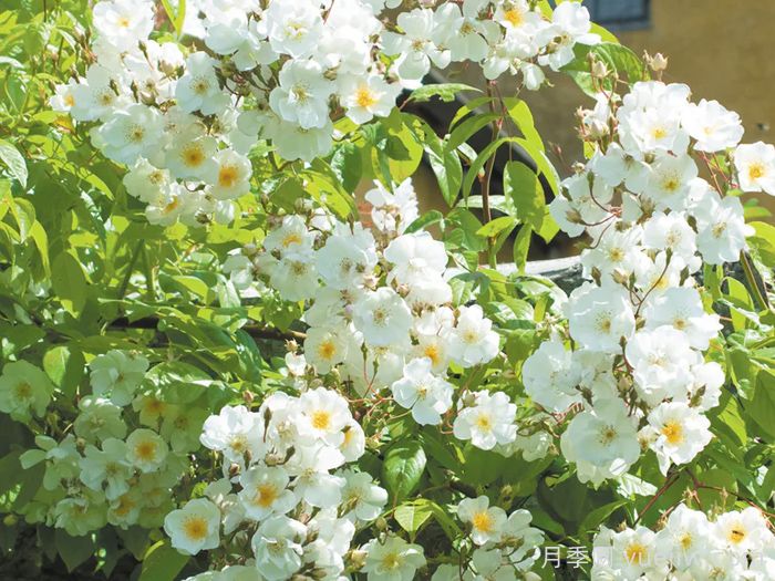 鲍比詹姆斯月季(图3)