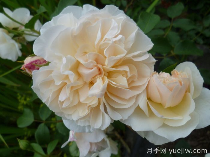 利奇菲尔德天使月季(图2)