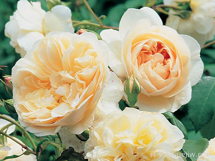 利奇菲尔德天使月季(图3)