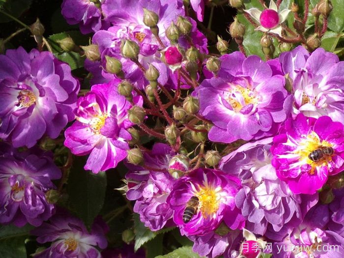 蓝蔓月季/蓝色紫罗兰月季(图2)