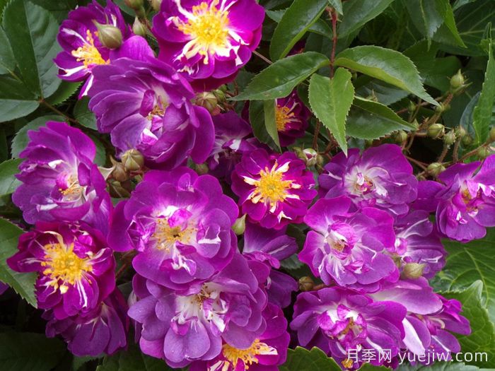 蓝蔓月季/蓝色紫罗兰月季(图1)