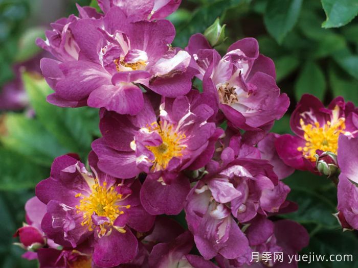 蓝蔓月季/蓝色紫罗兰月季(图3)