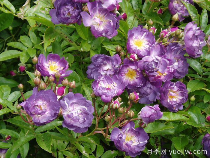 蓝蔓月季/蓝色紫罗兰月季(图4)