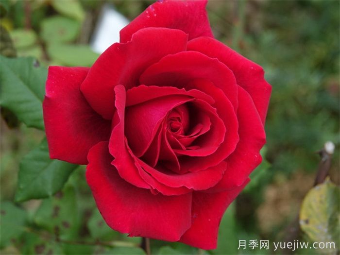 恩钿女士月季，镌刻东方贡献的月季传奇(图1)