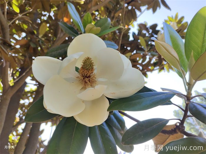 广玉兰与玉兰一样吗?(图1) 广玉兰与玉兰一样吗?(图1)