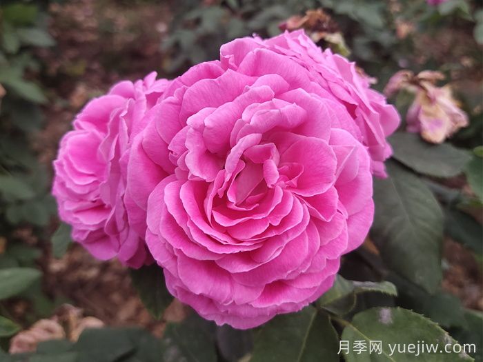 月季长得太慢开花少,怎么办?(图1) 月季长得太慢开花少,怎么办?(图1)