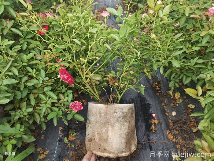 月季长得太慢开花少,怎么办?(图2) 月季长得太慢开花少,怎么办?(图2)