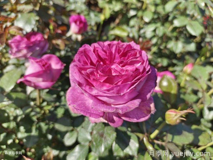 秋季让月季爆花的施肥方法(图1) 秋季让月季爆花的施肥方法(图1)