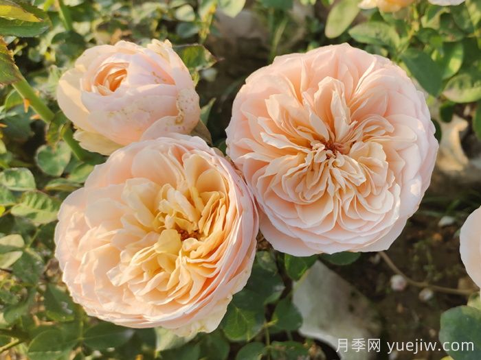 秋季让月季爆花的施肥方法(图3) 秋季让月季爆花的施肥方法(图3)