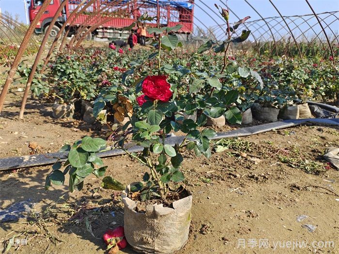 秋季让月季爆花的施肥方法(图4) 秋季让月季爆花的施肥方法(图4)
