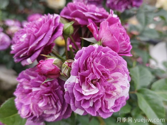 芬芳宝石月季推荐和优缺点(图1) 芬芳宝石月季推荐和优缺点(图1)