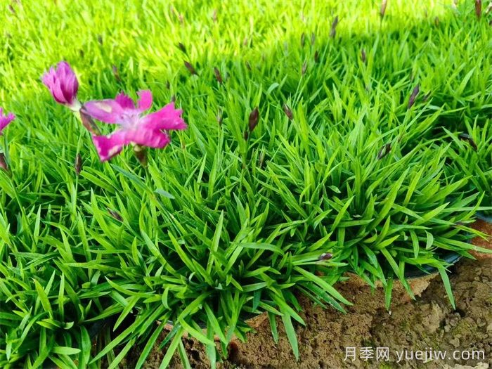 欧石竹地栽能活几年?(图1)