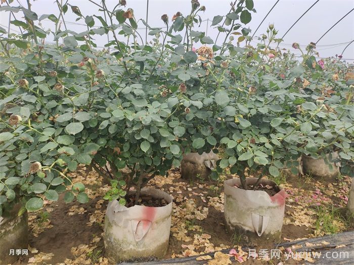 盆栽月季怎么过冬？月季越冬办法(图1)