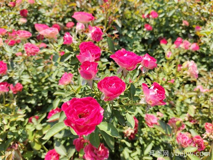 深秋里的月季，是希望的信使(图2)