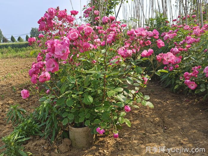 月季养护知识,新手花友必知(图2) 月季养护知识,新手花友必知(图2)