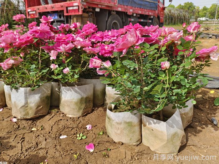 月季养护知识,新手花友必知(图3) 月季养护知识,新手花友必知(图3)