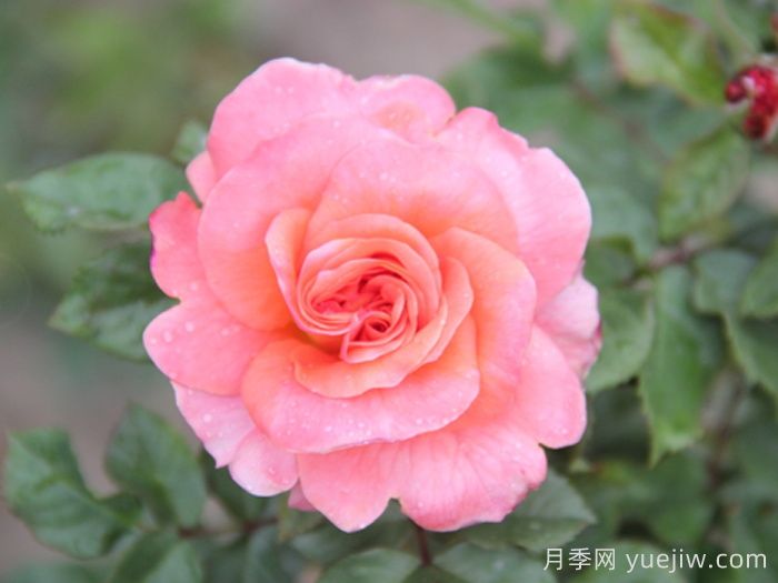 泰达火焰月季(图1)