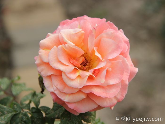 泰达秋月月季(图1)