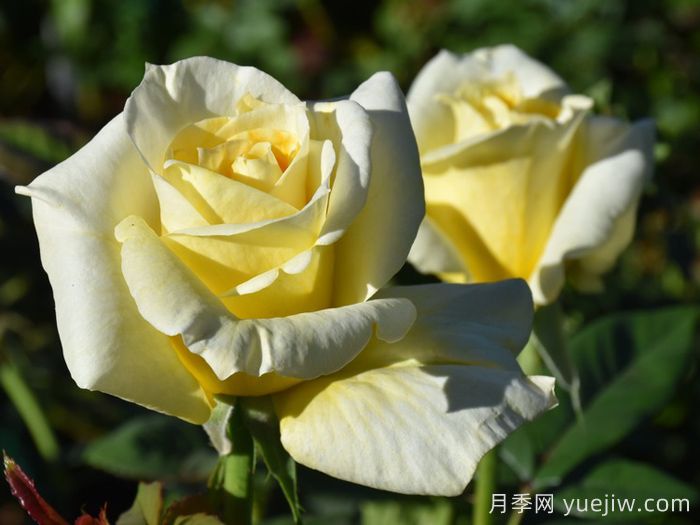 赫尔穆特施密特月季(图1)