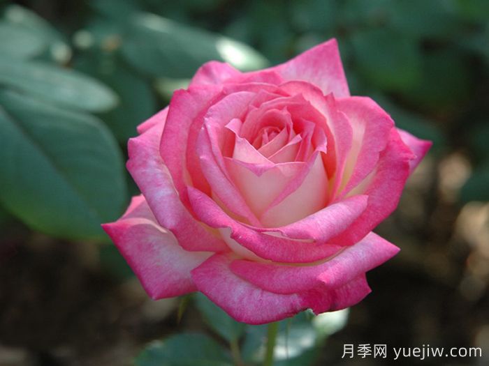 十全十美月季/科德斯完美(图2)