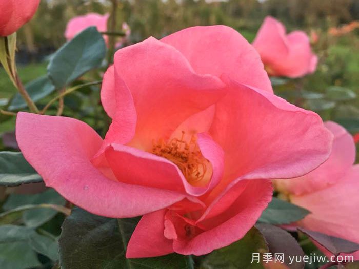 阿德里娜扎里月季(图1)