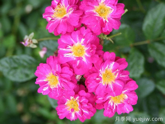 阿登儿童月季(图1)