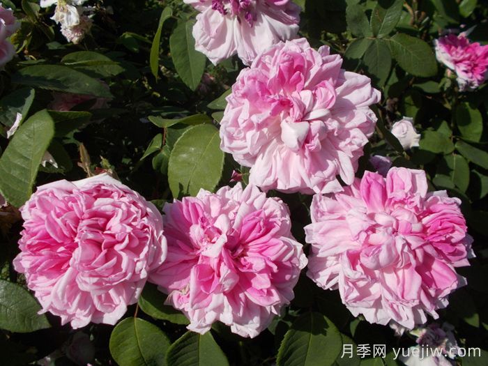 法国之子月季/法国孩子(图2)