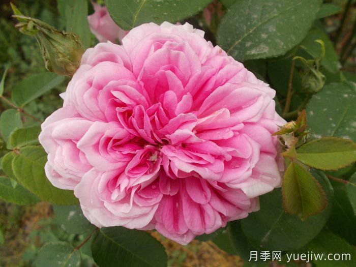 法国之子月季/法国孩子(图1)