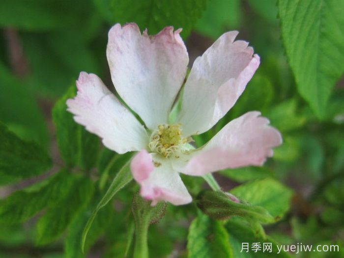 阿迪安蒂佛利亚月季(图1)