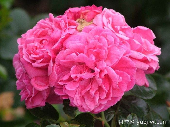 阿利亚月季/阿莱亚(图1)