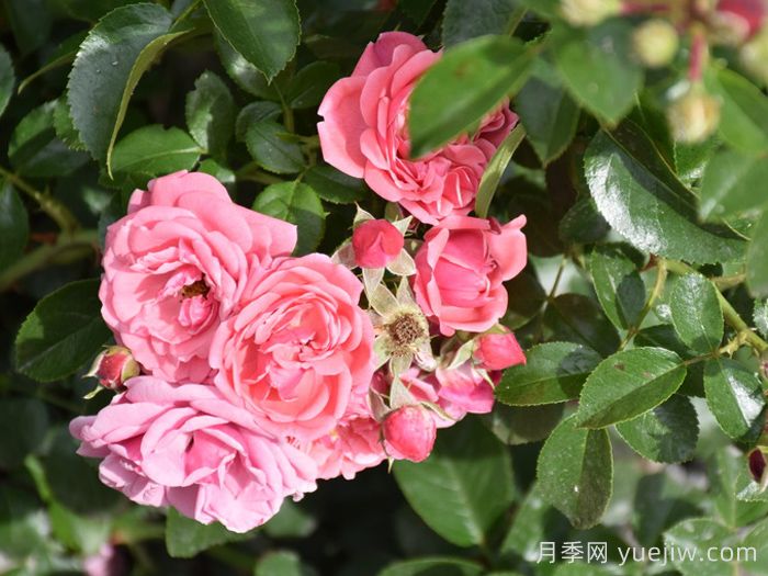 阿利亚月季/阿莱亚(图2)