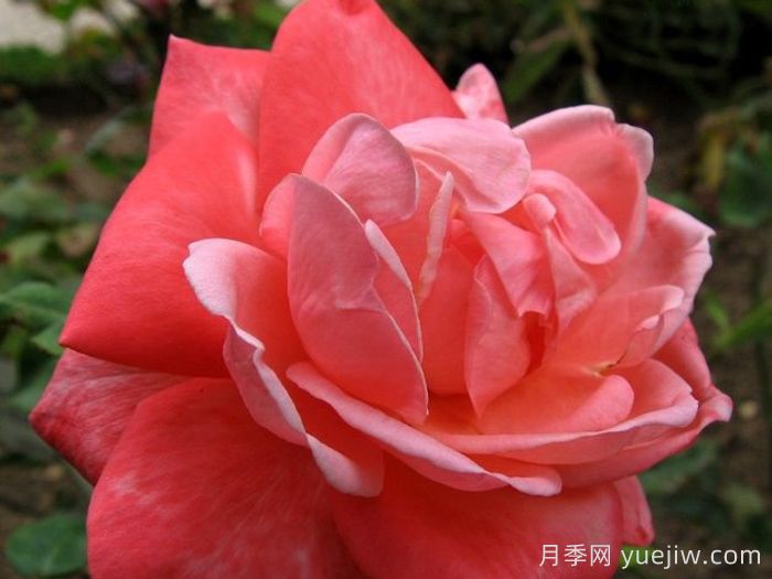 阿里安娜月季/阿丽安娜(图1)