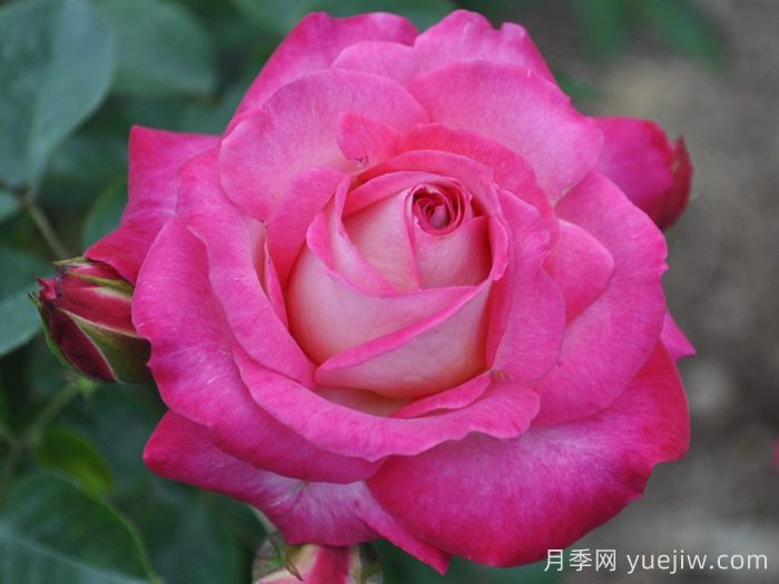 阿里斯月季Allyce(图1)