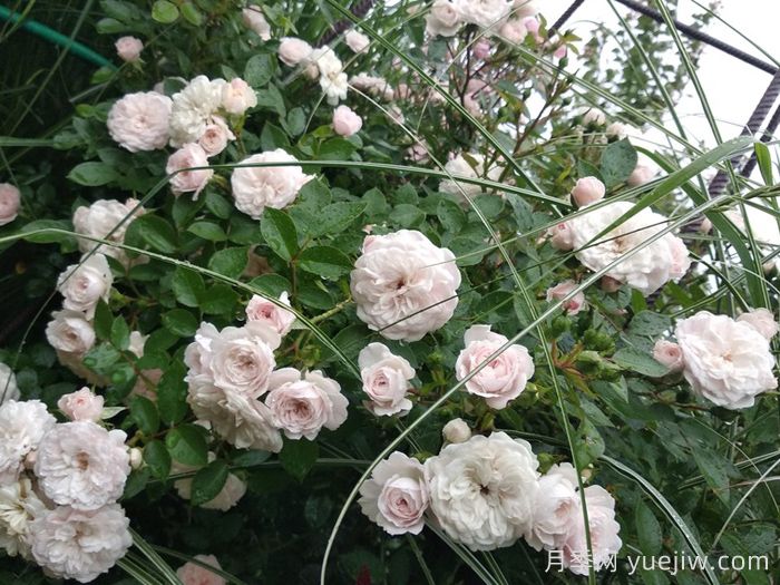 阿丽娜月季(图2)