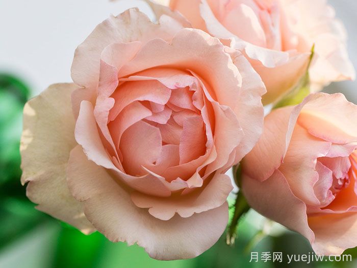 阿丽娜香水月季/安丽娜香水(图1)