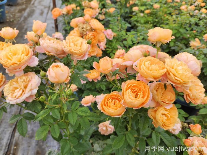 适合秋季入手的月季推荐，阳台党友好(图1)