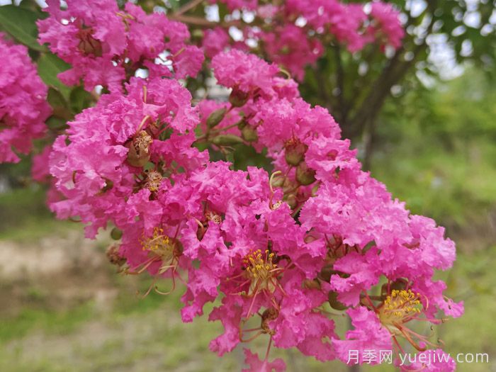 100种南方园林常用乔灌地被(图3) 100种南方园林常用乔灌地被(图3)