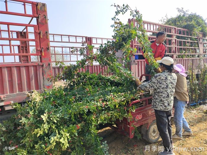 绿化工程苗木草花采购全流程成本控制手册(图3)