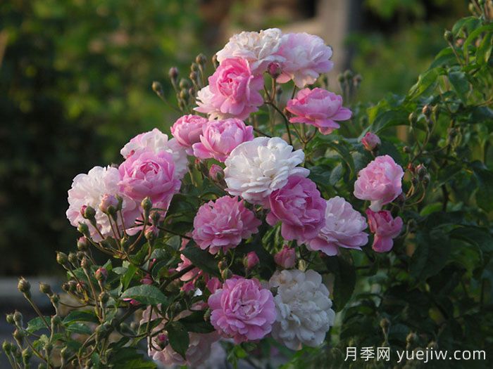 阿伦斯堡诺伊斯特月季(图1)