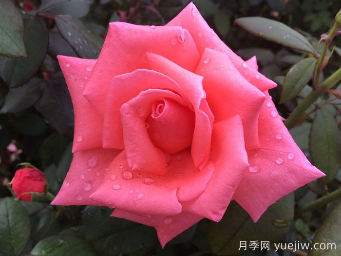 阿曼达路易丝月季Amanda Louise(图1)