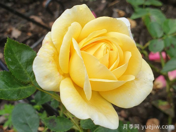 阿奇莫斯月季/阿奇摩丝(图2)