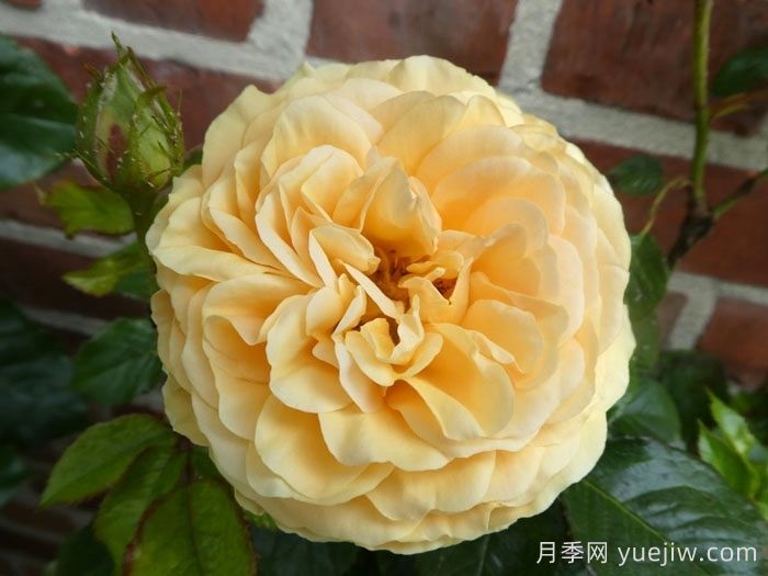 阿特科皇家月季(图1)