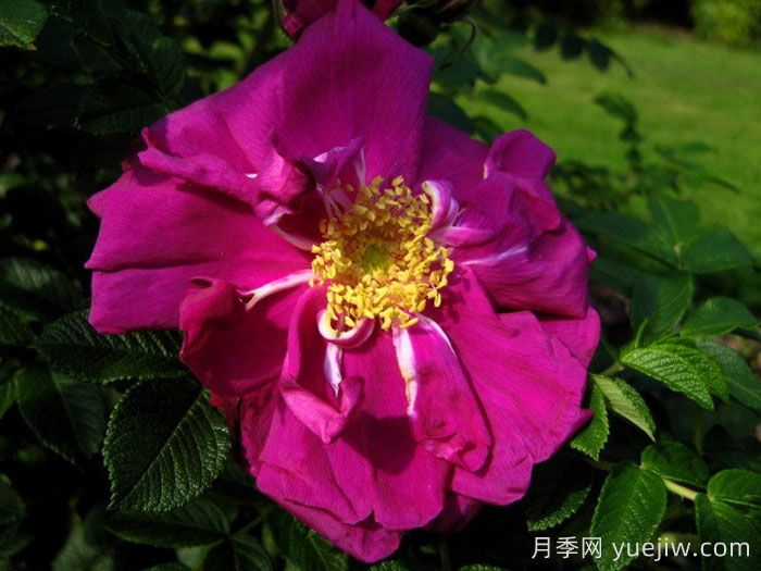 埃尔基劳蒂奥月季(图2)