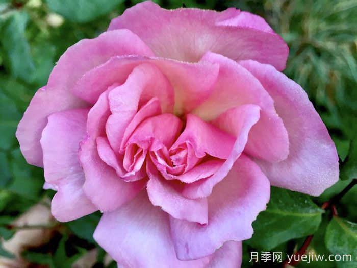 艾米丽查伦夫人月季/埃米莉查林夫人(图1)