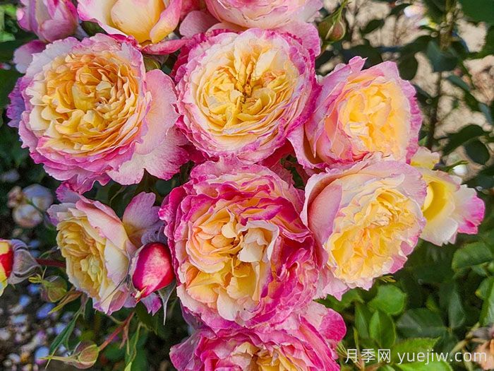 梦想成真月季/活出梦想/闪耀时刻(图1)