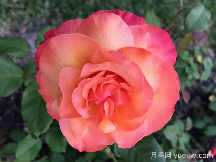 超现实月季(图2)